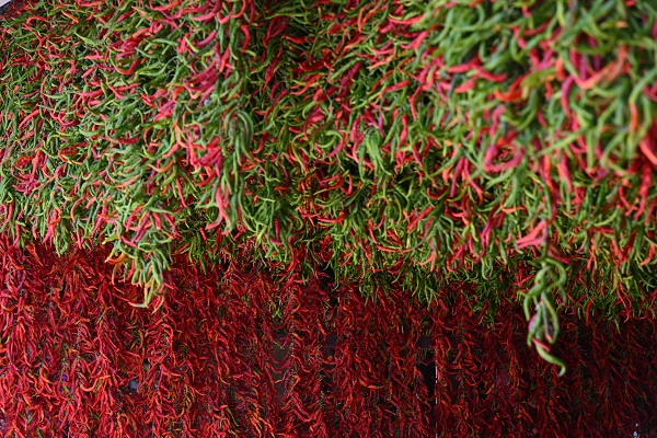 Foto - Sofraya gelmesi hiç de kolay değil! İşte, kırmızı mesai