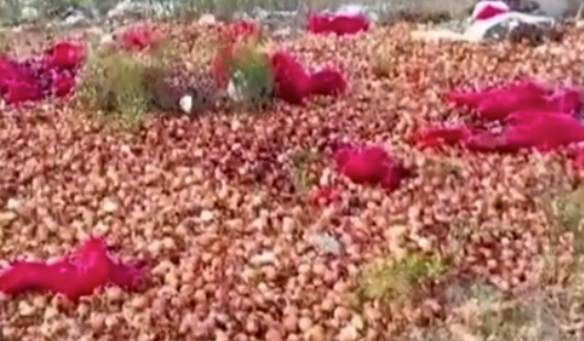 Foto - Soğan fiyatları düşmesin diye bakın ne yaptılar! Allah sizi bildiği gibi yapsın