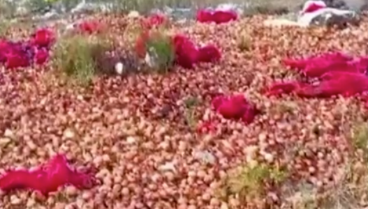 Foto - Soğan fiyatları düşmesin diye bakın ne yaptılar! Allah sizi bildiği gibi yapsın