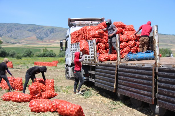 Foto - Soğan hasadı başladı! Fiyatı ne kadar olacak?