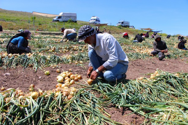 Foto - Soğan hasadı başladı! Fiyatı ne kadar olacak?