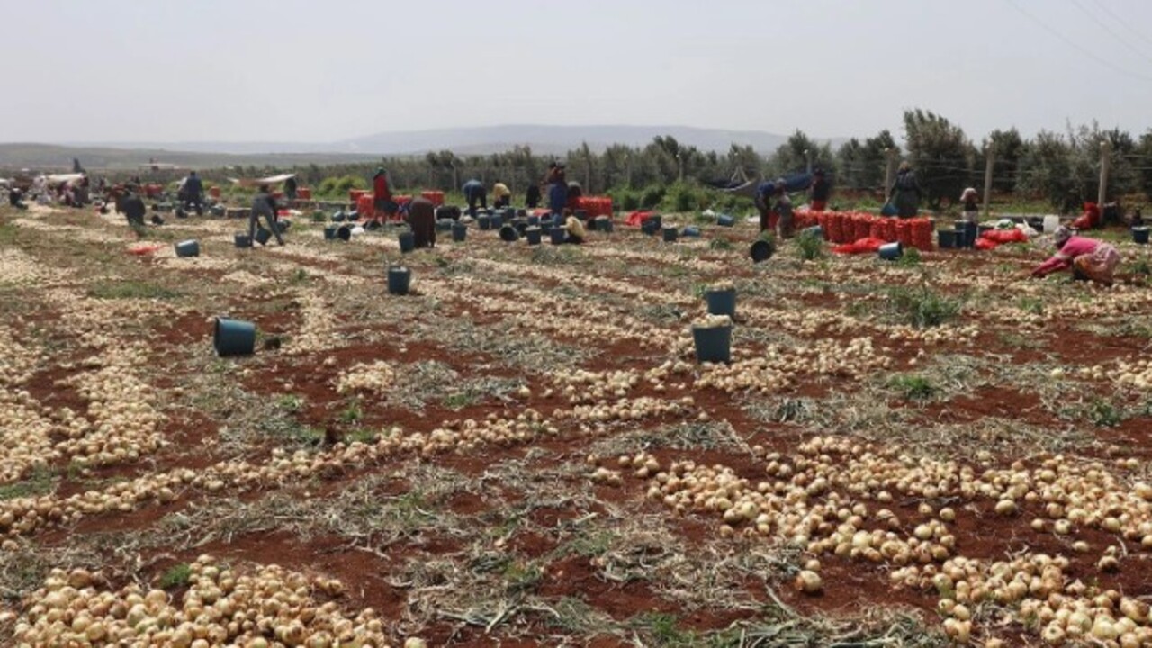 Foto - Soğan hasadı başladı! İşte tarladaki fiyatı