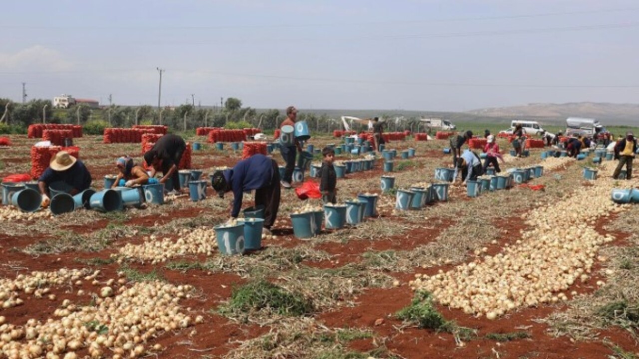 Foto - Soğan hasadı başladı! İşte tarladaki fiyatı