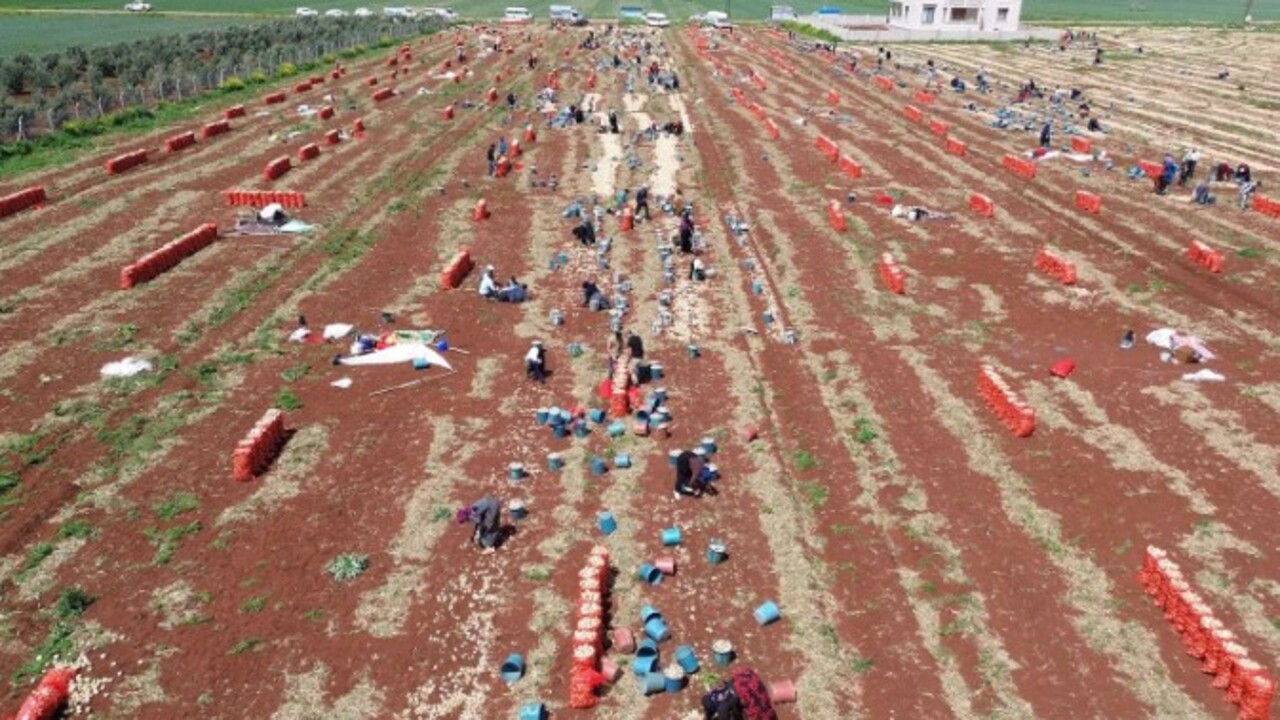 Foto - Soğan hasadı başladı! İşte tarladaki fiyatı