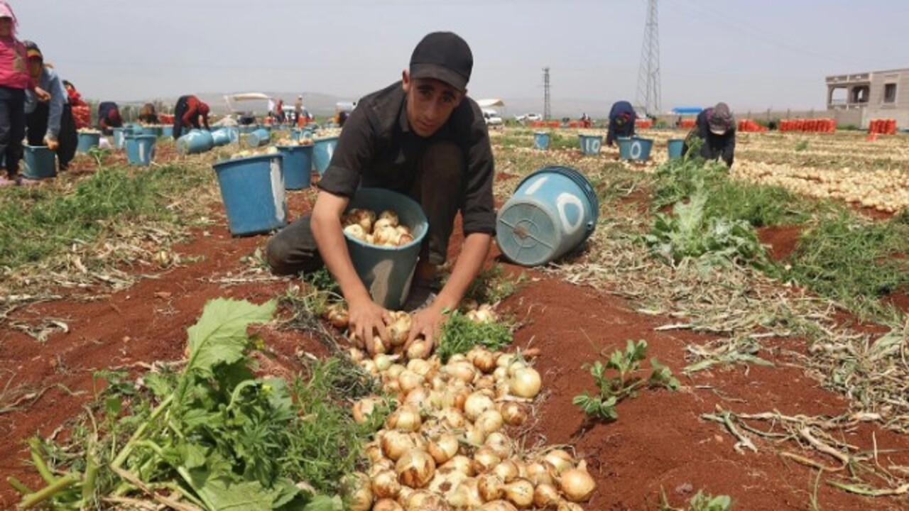 Foto - Soğan hasadı başladı! İşte tarladaki fiyatı