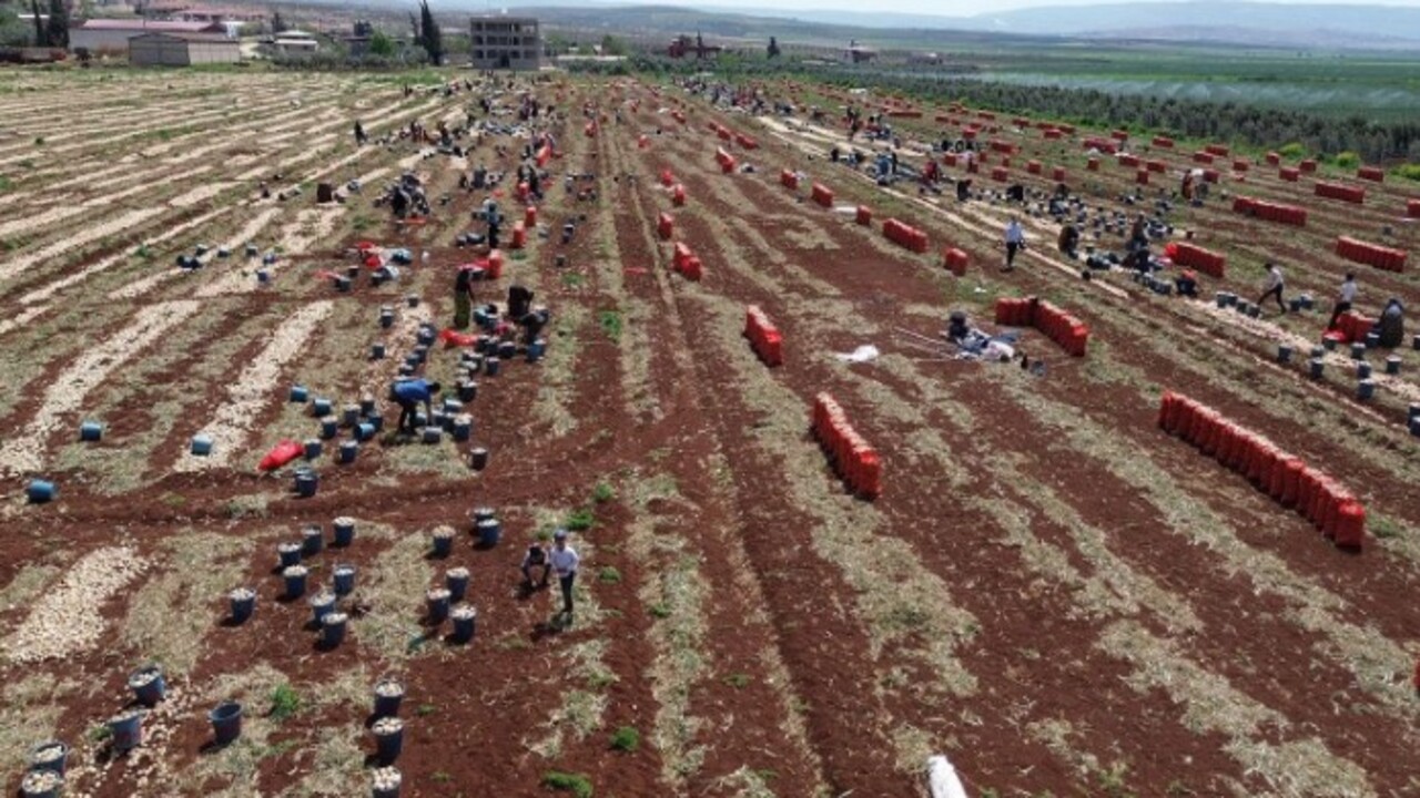 Soğan hasadı başladı! İşte tarladaki fiyatı