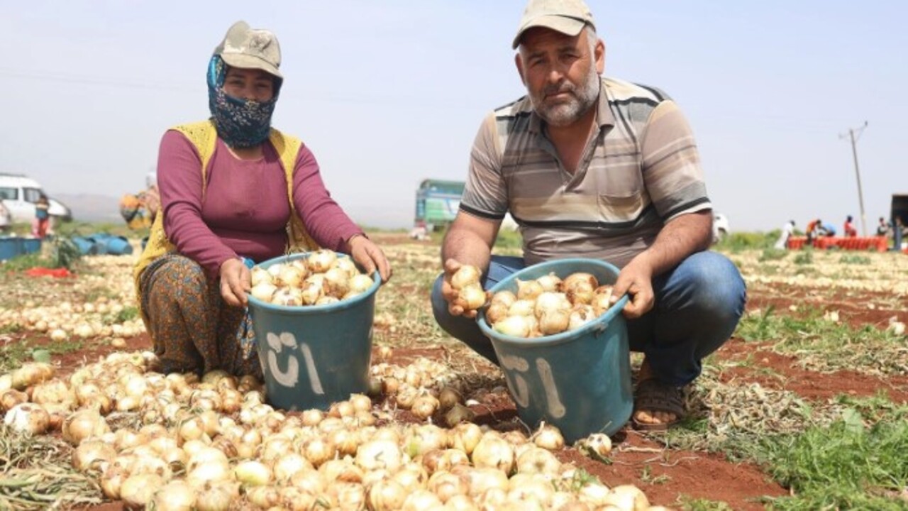 Foto - Soğan hasadı başladı! İşte tarladaki fiyatı