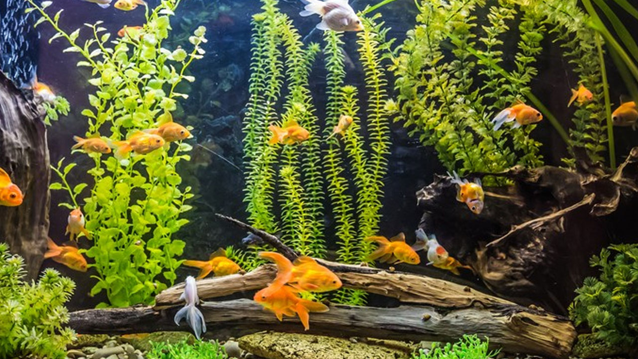 Foto - Bunların suyunu çiçeklere dökün can suyu olacak! Çok şaşıracaksınız! 