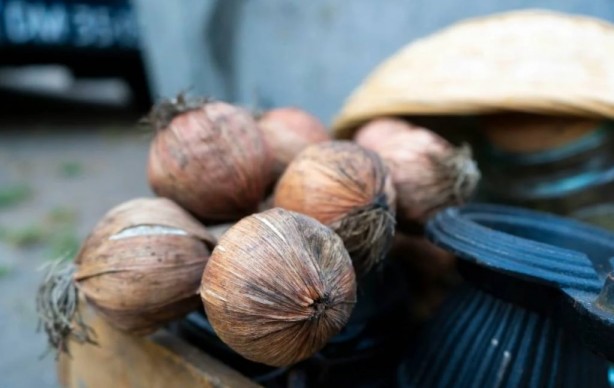 Foto - Soğan yemeden önce bilmeniz gereken 25 gerçek
