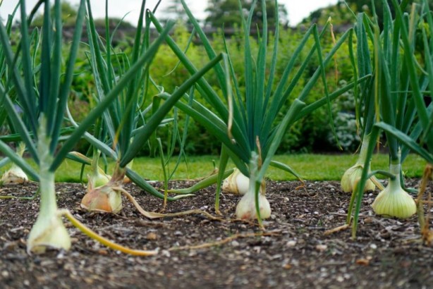 Foto - Soğan yemeden önce bilmeniz gereken 25 gerçek