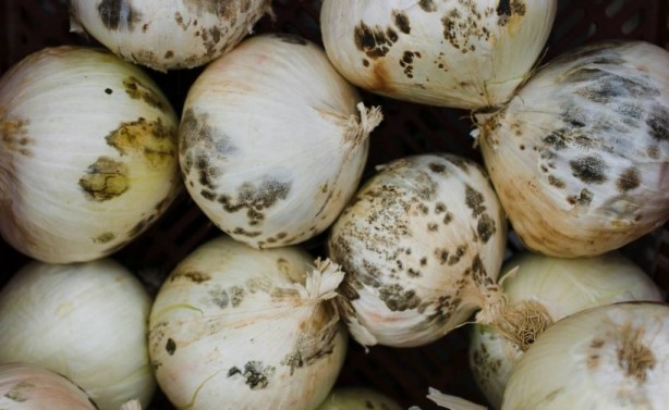 Foto - Soğan yemeden önce bilmeniz gereken 25 gerçek