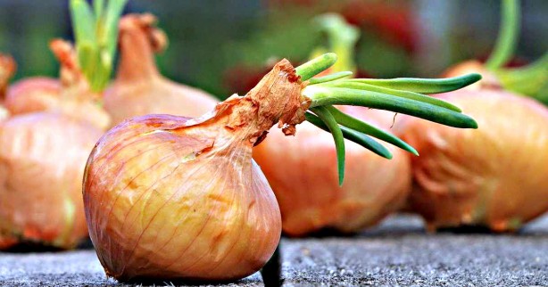 Soğancılar bu haberimiz size gelsin! Şimdi hangi argümanı ortaya koyacaksınız acaba...