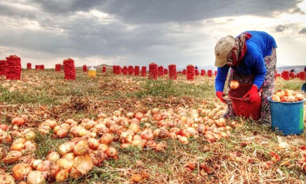 Foto - Soğancılar bu haberimiz size gelsin! Şimdi hangi argümanı ortaya koyacaksınız acaba...