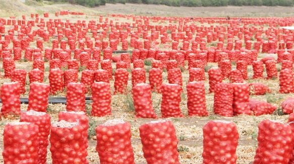 Foto - Soğancılar bu haberimiz size gelsin! Şimdi hangi argümanı ortaya koyacaksınız acaba...