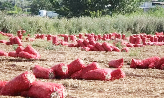 Foto - Soğancılar bu haberimiz size gelsin! Şimdi hangi argümanı ortaya koyacaksınız acaba...
