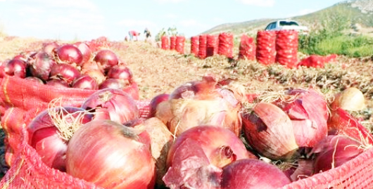 Foto - Soğancılar bu haberimiz size gelsin! Şimdi hangi argümanı ortaya koyacaksınız acaba...