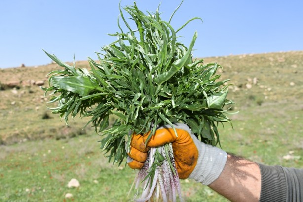 Foto - Soğanı toprakta kalması şartıyla toplanan "yılan yastığı" ihraç ediliyor