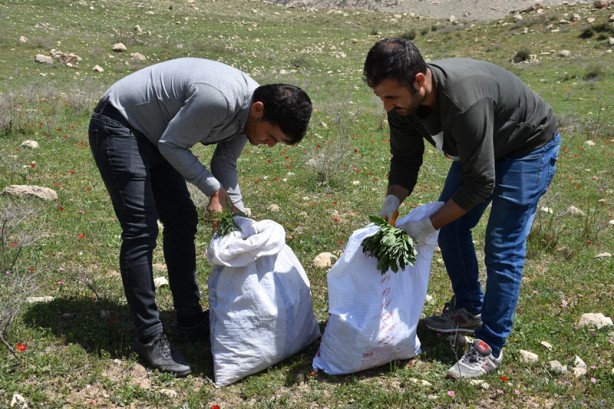 Foto - Soğanı toprakta kalması şartıyla toplanan "yılan yastığı" ihraç ediliyor