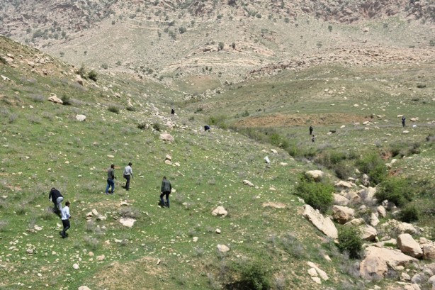 Soğanı toprakta kalması şartıyla toplanan "yılan yastığı" ihraç ediliyor