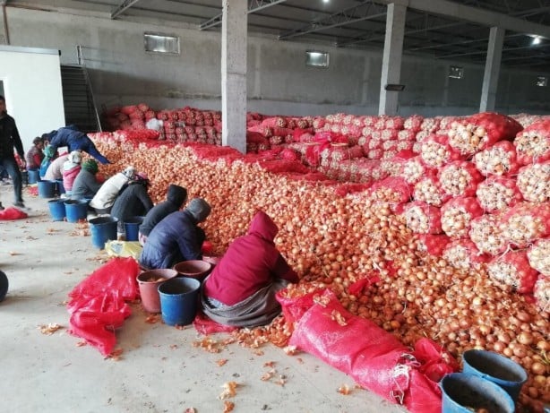 Soğanları ucuza satmamak için bakın ne yaptılar! 