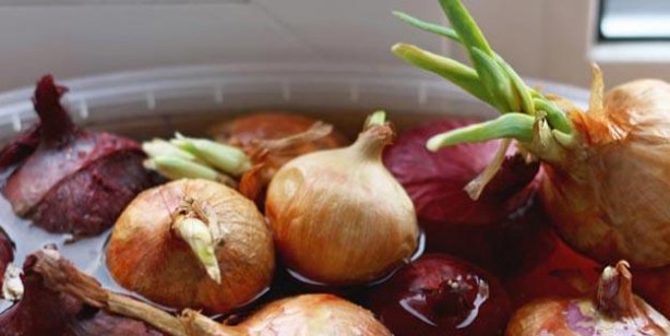 Foto - Soğanlı sütün faydaları: Mor soğan, hızlı bir şekilde vücuda yayılıyor! Geçmez denilen öksürüğü geçiriyor