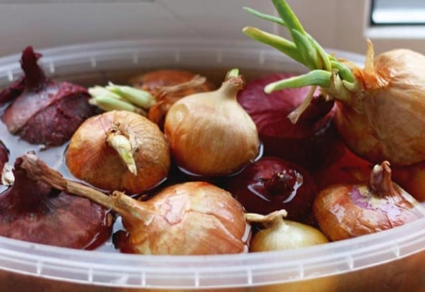 Foto - Soğanlı sütün yararları nelerdir?