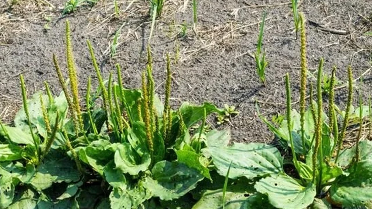 Soğuk algınlığına karşı damar otu fayda sağlıyor: Ne ilaç ne bitki çayı bunu yapın