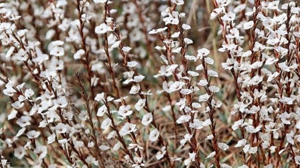 Foto - Soğuk algınlığınla böyle savaşın!