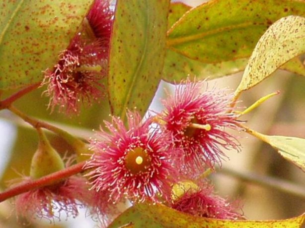 Foto - Soğuk algınlığınla böyle savaşın!