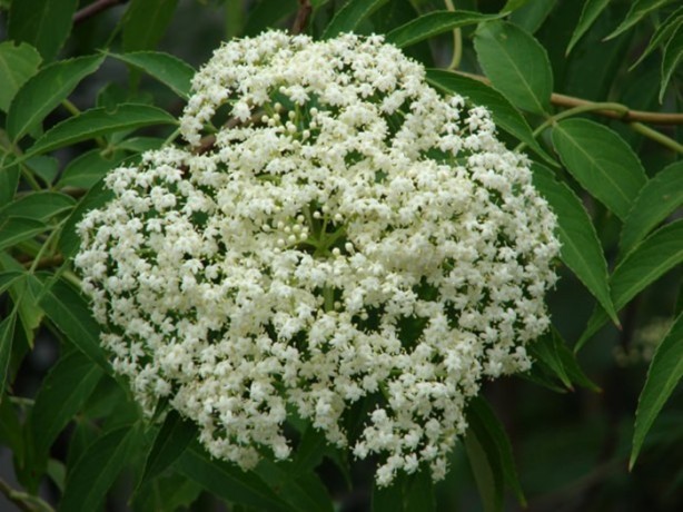 Foto - Soğuk algınlığınla böyle savaşın!