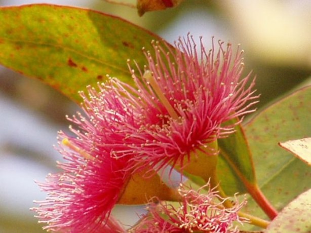 Foto - Soğuk algınlığınla böyle savaşın!