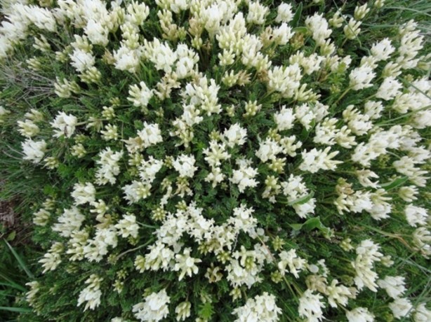 Foto - Soğuk algınlığınla böyle savaşın!