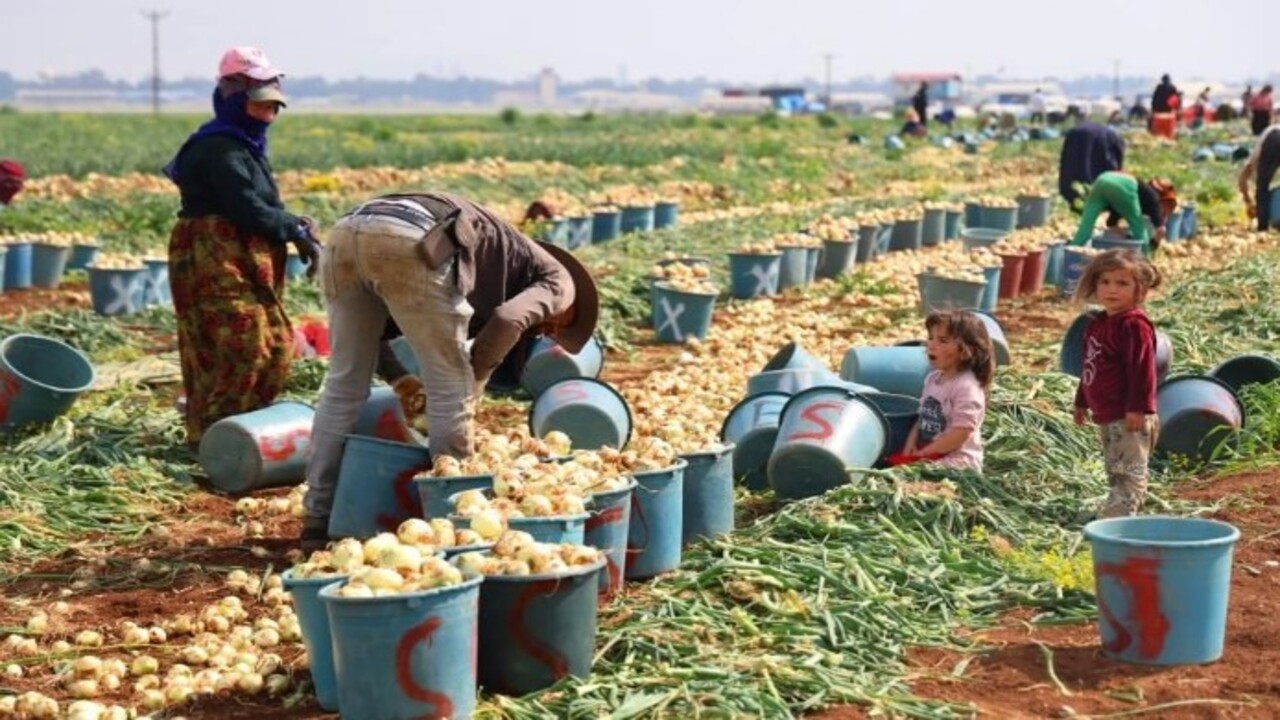 Foto - Soğuk hava en çok ona yaradı! İşte bolluğuyla çiftçinin yüzünü güldüren soğanın fiyatı
