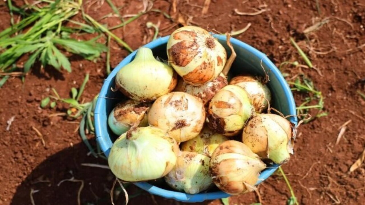 Foto - Soğuk hava en çok ona yaradı! İşte bolluğuyla çiftçinin yüzünü güldüren soğanın fiyatı