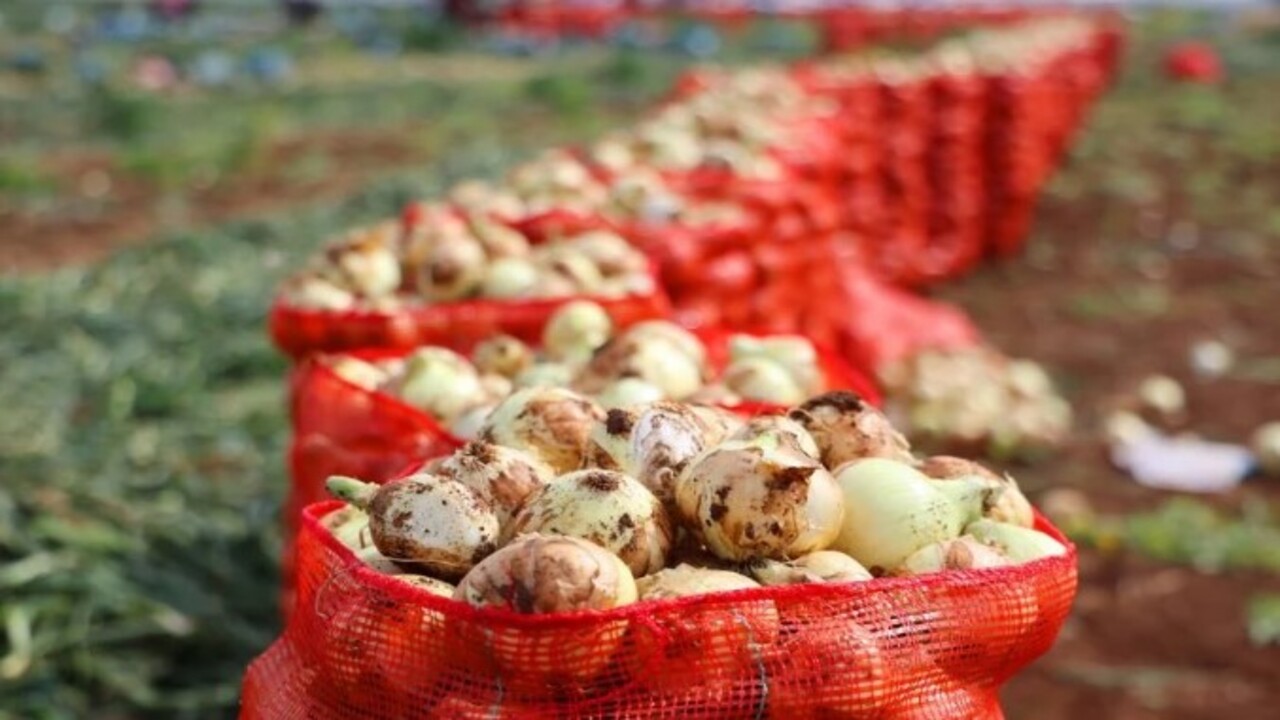 Foto - Soğuk hava en çok ona yaradı! İşte bolluğuyla çiftçinin yüzünü güldüren soğanın fiyatı