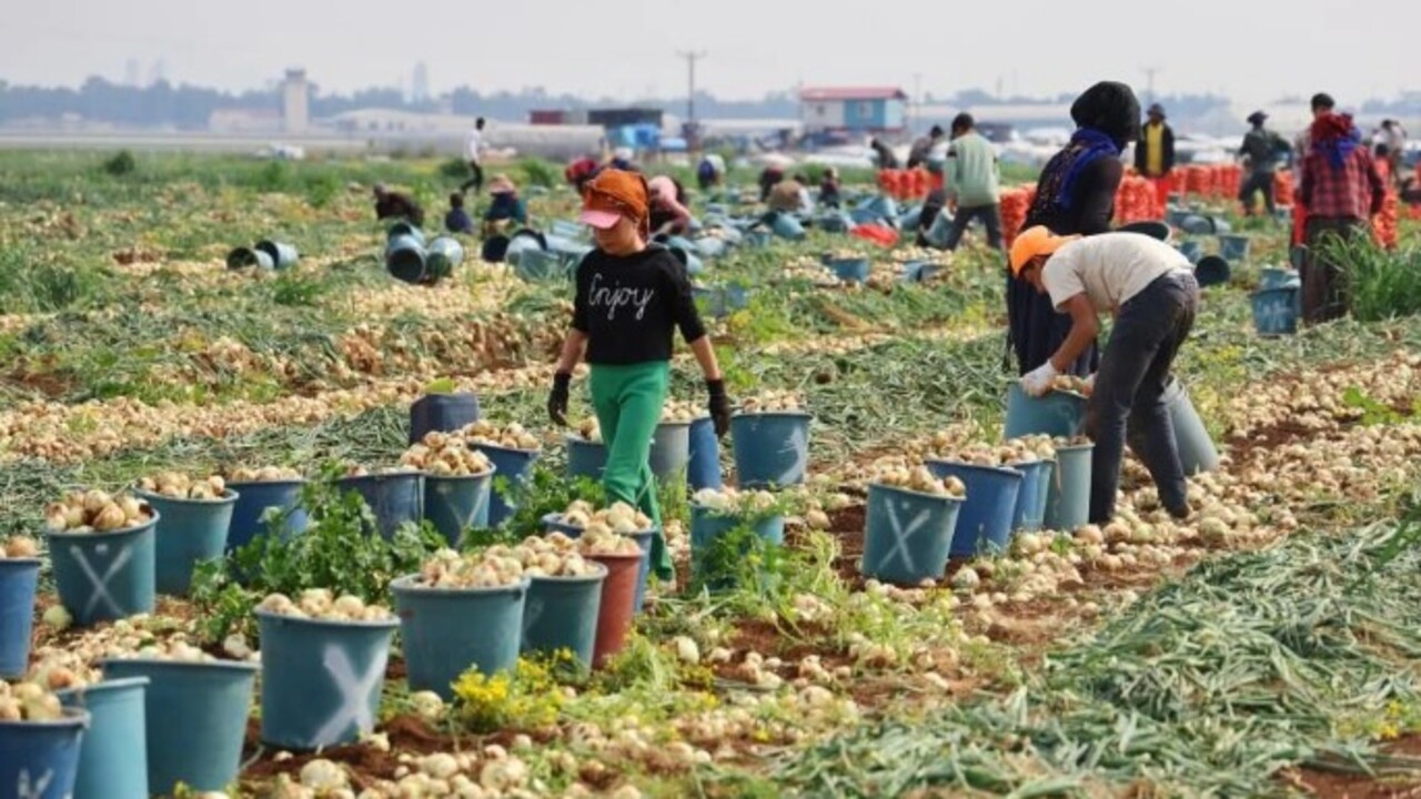 Foto - Soğuk hava en çok ona yaradı! İşte bolluğuyla çiftçinin yüzünü güldüren soğanın fiyatı
