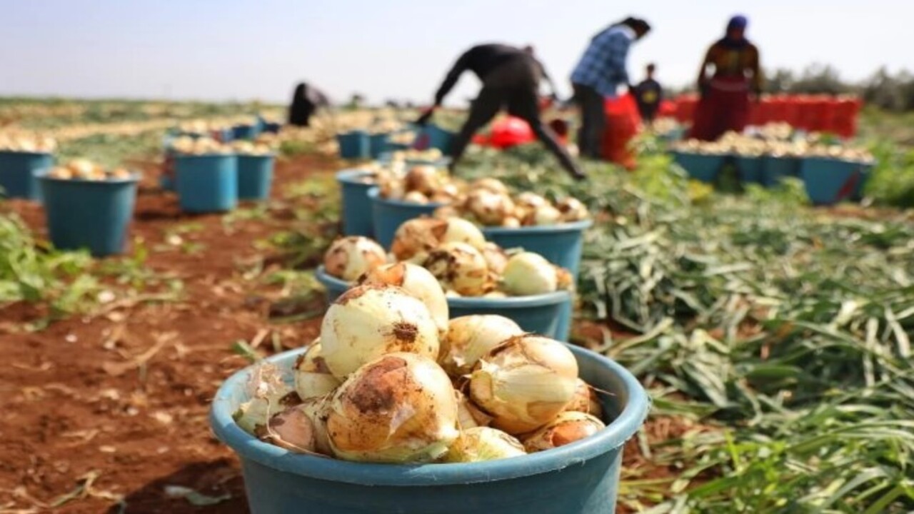 Foto - Soğuk hava en çok ona yaradı! İşte bolluğuyla çiftçinin yüzünü güldüren soğanın fiyatı