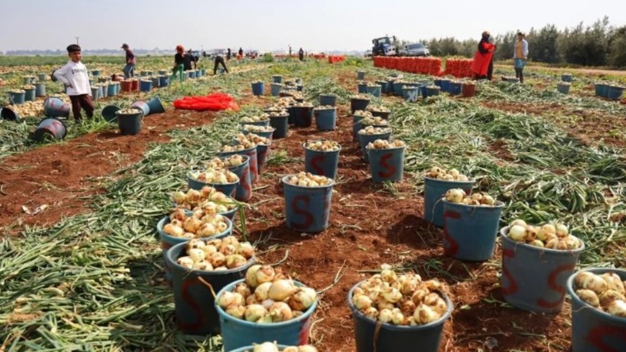 Soğuk hava en çok ona yaradı! İşte bolluğuyla çiftçinin yüzünü güldüren soğanın fiyatı