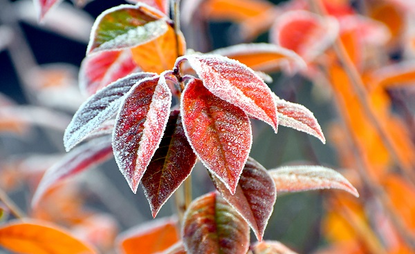 Foto - Soğuk hava etkisini göstermeye başladı