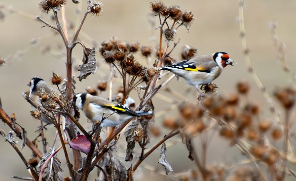 Foto - Soğuk hava etkisini göstermeye başladı