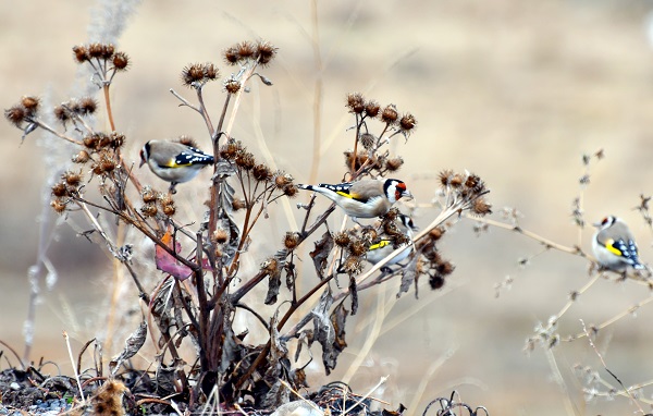 Foto - Soğuk hava etkisini göstermeye başladı