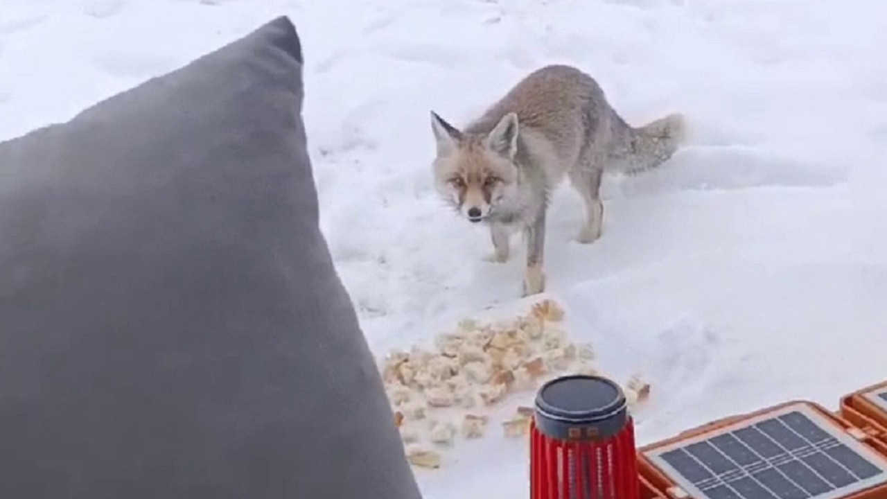 Foto - Soğuk havada yürekleri ısıtan görüntü! Aç kalan tilkileri elleriyle besledi