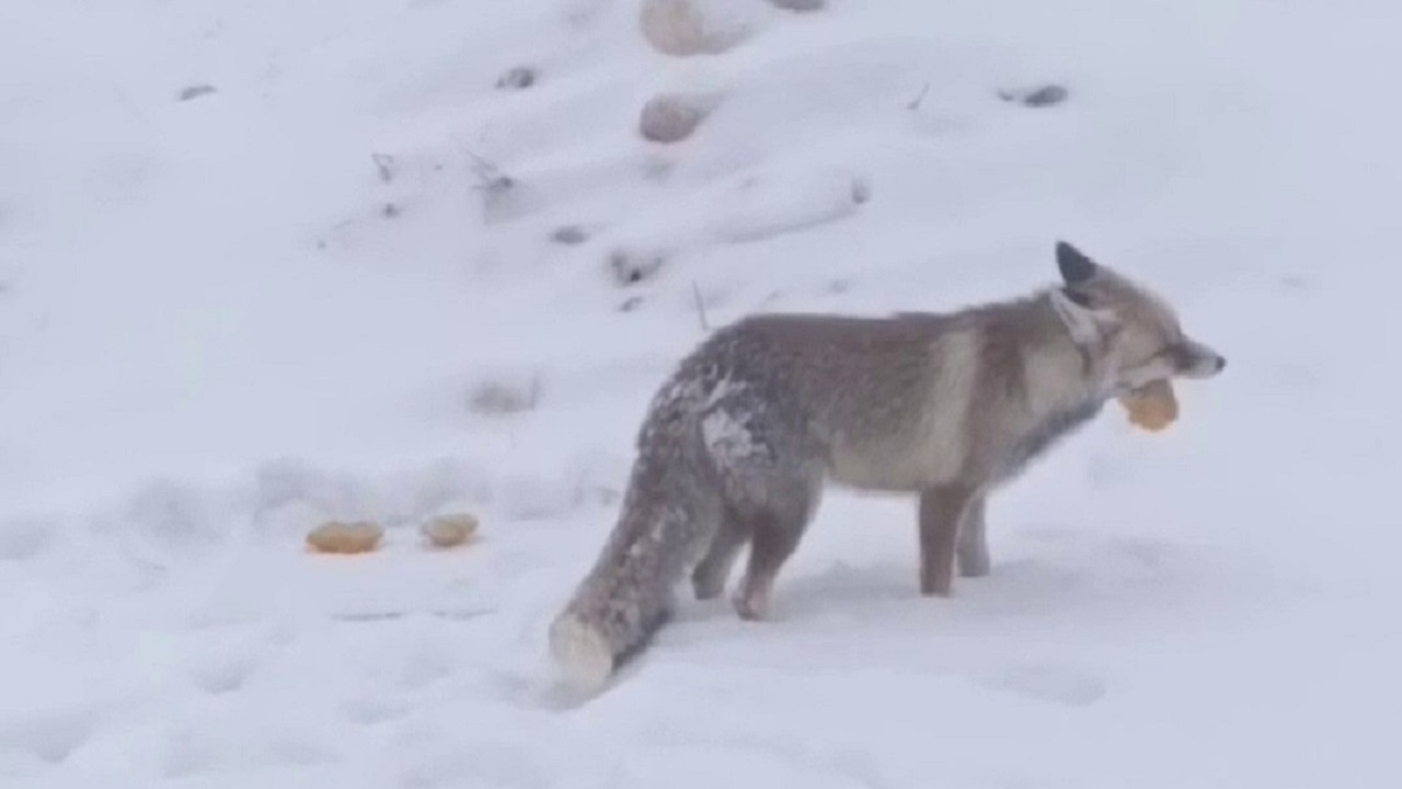 Soğuk havada yürekleri ısıtan görüntü! Aç kalan tilkileri elleriyle besledi