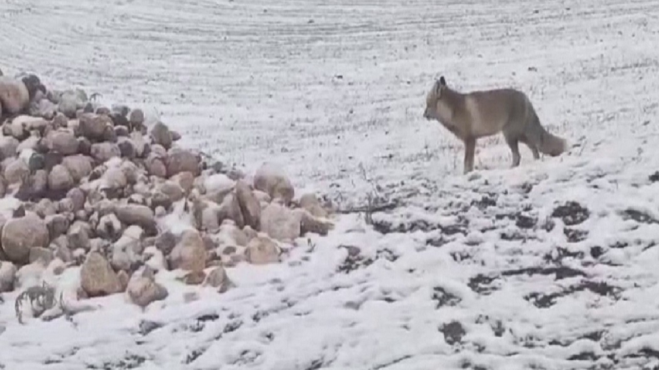 Foto - Soğuk havada yürekleri ısıtan görüntü! Aç kalan tilkileri elleriyle besledi