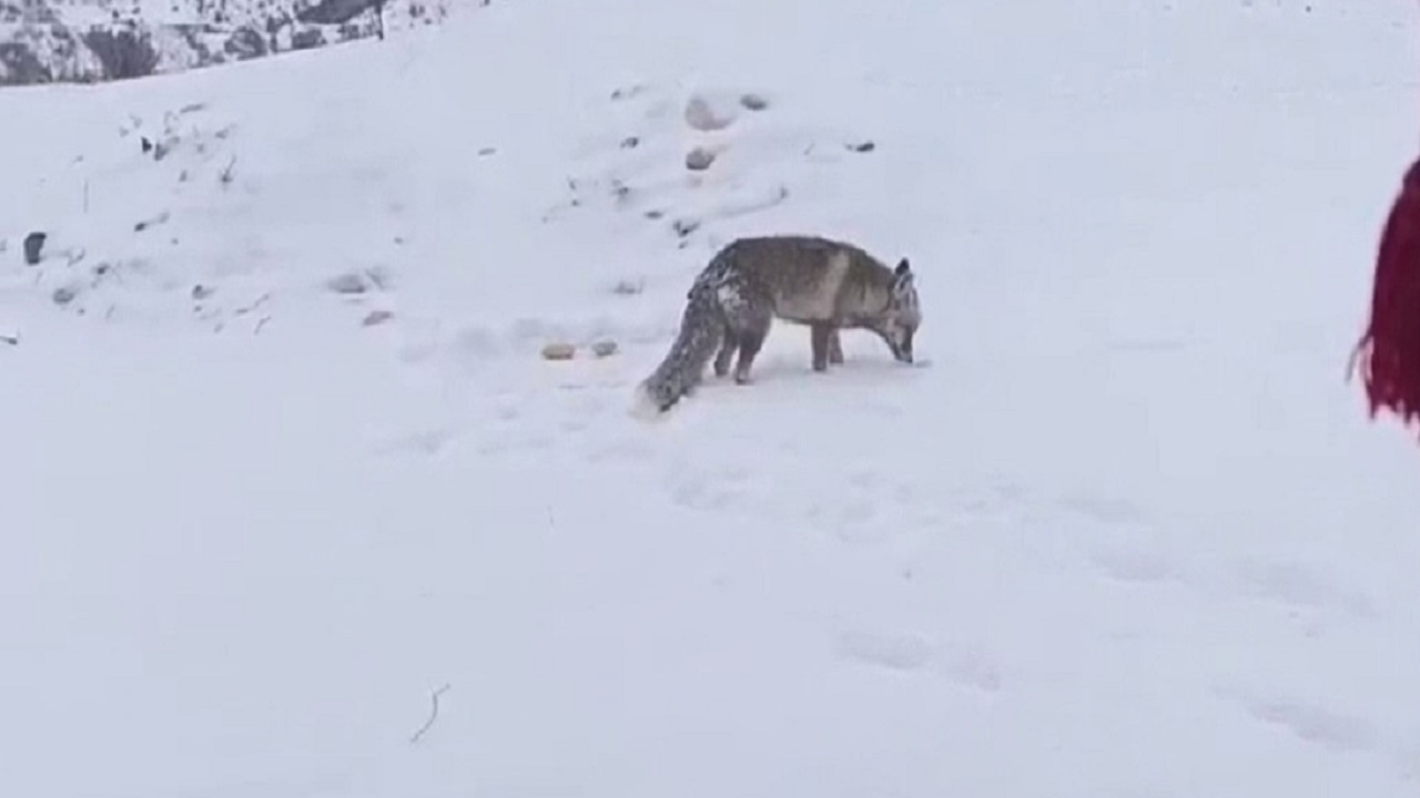 Foto - Soğuk havada yürekleri ısıtan görüntü! Aç kalan tilkileri elleriyle besledi