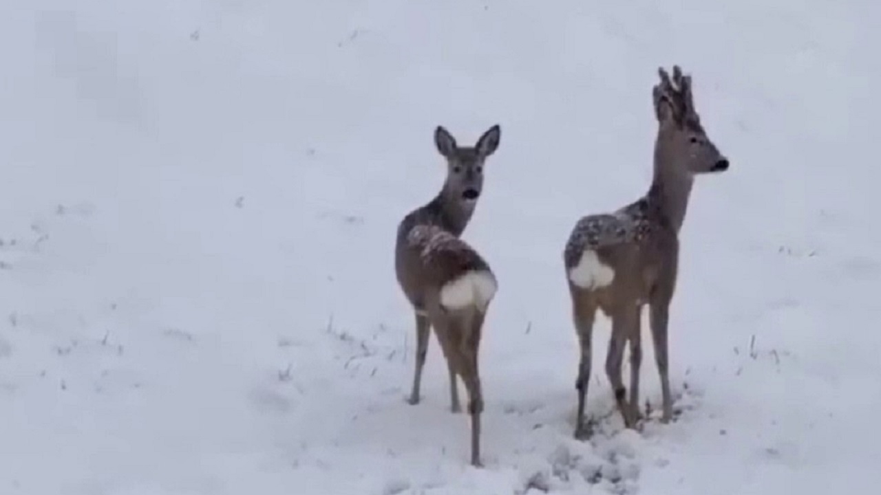 Foto - Soğuk havada yürekleri ısıtan görüntü! Aç kalan tilkileri elleriyle besledi