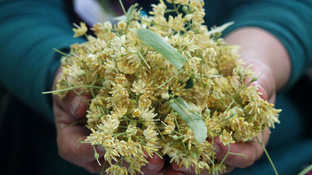 Foto - Kış aylarının doğal şifa kaynağı!