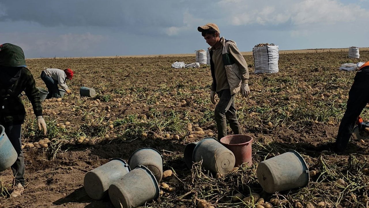 Foto - Soğuk, rüzgar, yorgunluk dinlemiyorlar! Ekmeklerini tarlada kazanıyorlar