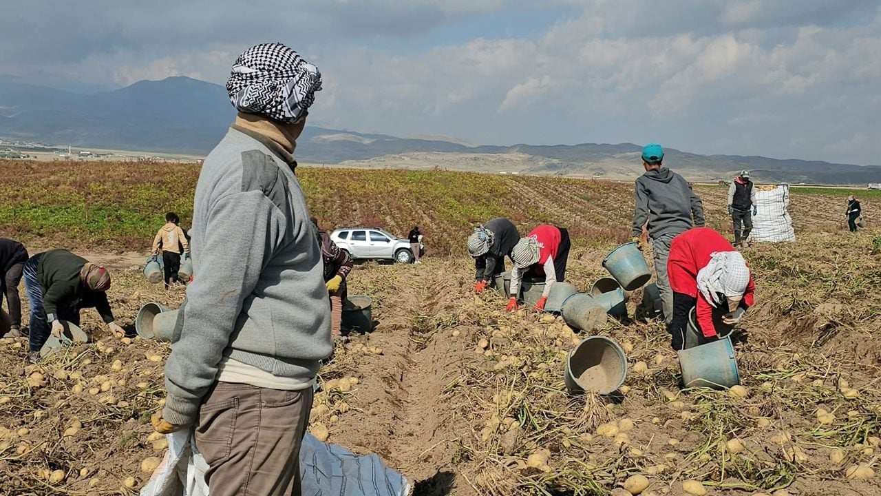 Foto - Soğuk, rüzgar, yorgunluk dinlemiyorlar! Ekmeklerini tarlada kazanıyorlar