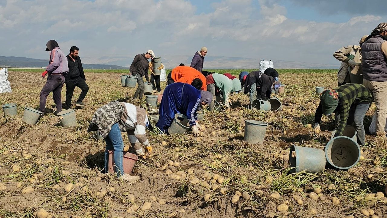 Soğuk, rüzgar, yorgunluk dinlemiyorlar! Ekmeklerini tarlada kazanıyorlar